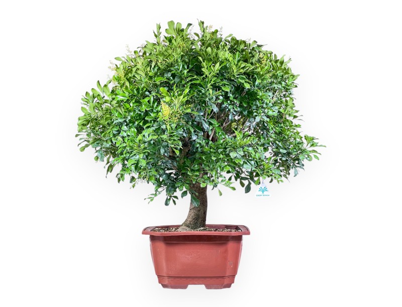 Bonsai di Aglaia %separator% %category% sempreverde
