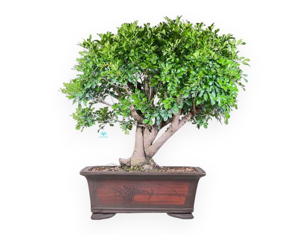 Bonsai di Aglaia %separator% %category% sempreverde