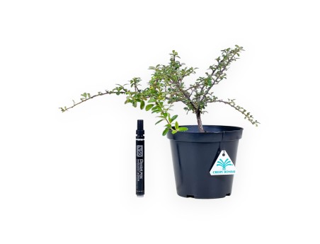 Working plant of Cotoneaster horizontalis %separator% %category%