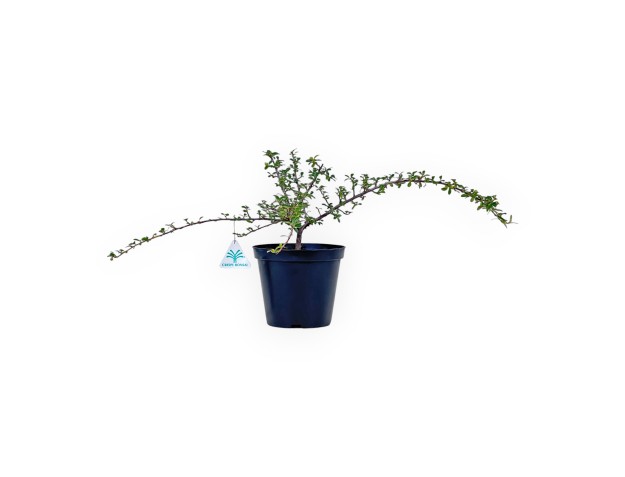 Pianta da lavorare di Cotoneaster horizontalis %separator% %category%