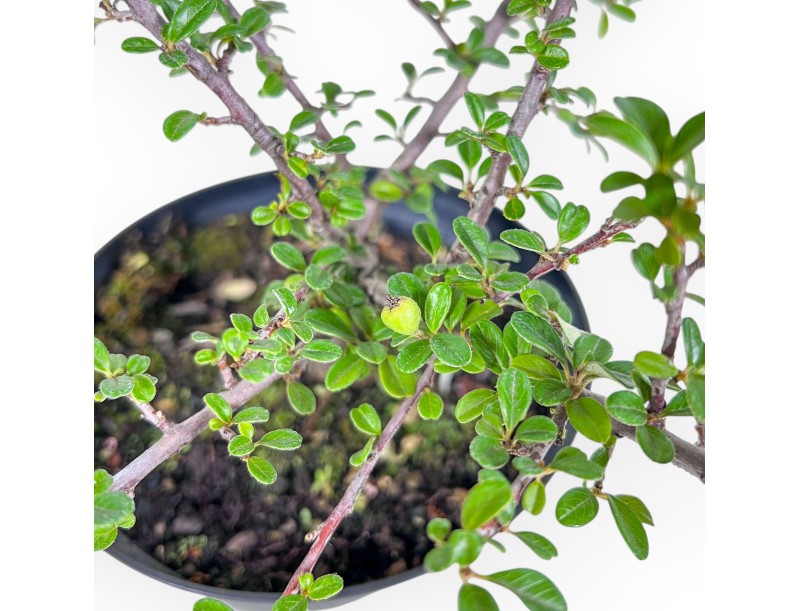 Working plant of Cotoneaster horizontalis %separator% %category%