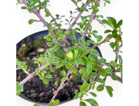 Working plant of Cotoneaster horizontalis %separator% %category%