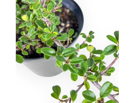Working plant of Cotoneaster horizontalis %separator% %category%