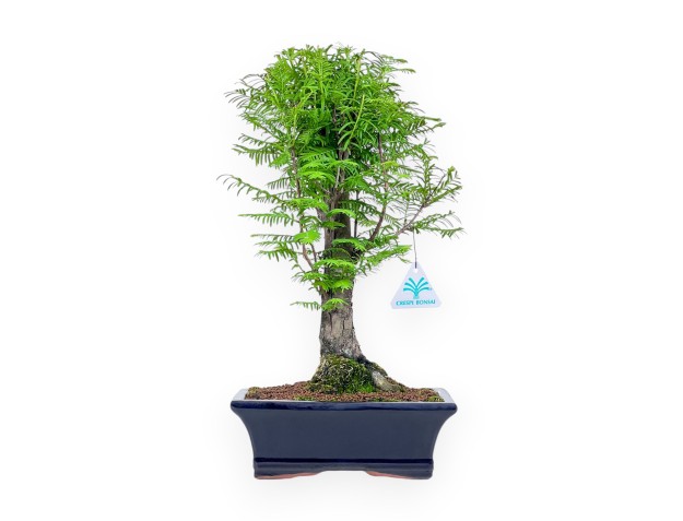 Bonsai di Metasequoia %separator% %category%