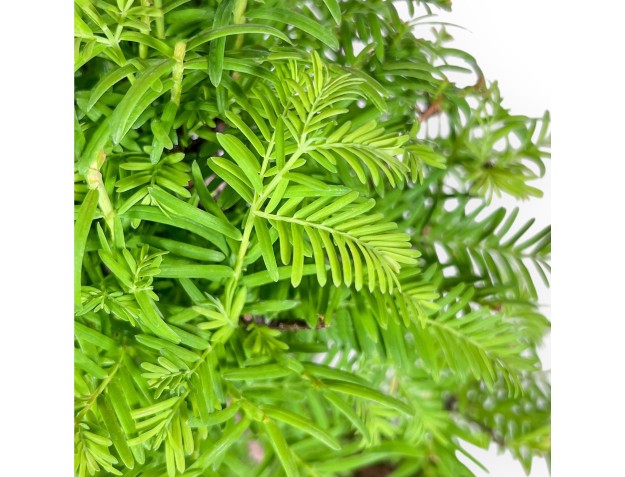 Bonsai di Metasequoia %separator% %category% 2