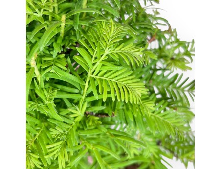 Metasequoia-bonsai %separator% %category%