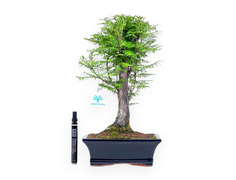 Metasequoia-bonsai %separator% %category%