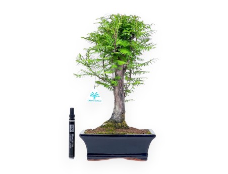 Metasequoia-bonsai %separator% %category%