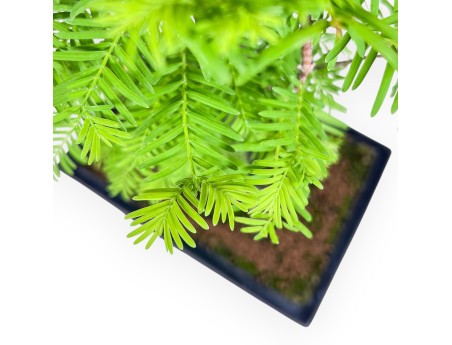 Metasequoia-bonsai %separator% %category%