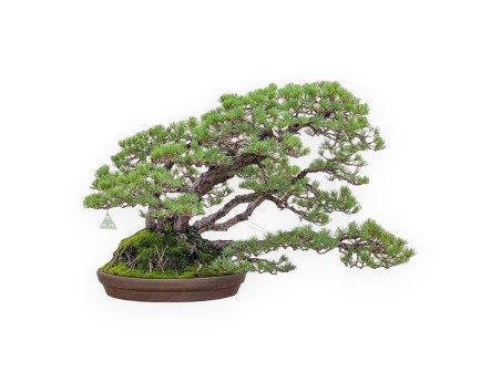 Bonsai esemplare di Pinus Pentaphylla %separator% %category%