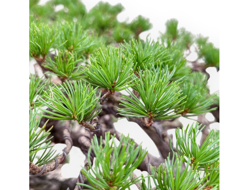 Bonsai-Exemplar der Pinus pentaphylla %separator% %category%