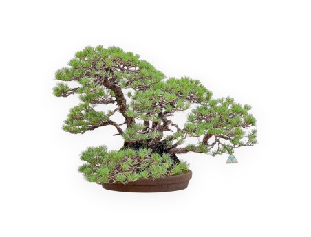 A fine example of a Pinus pentaphylla bonsai %separator% %category%