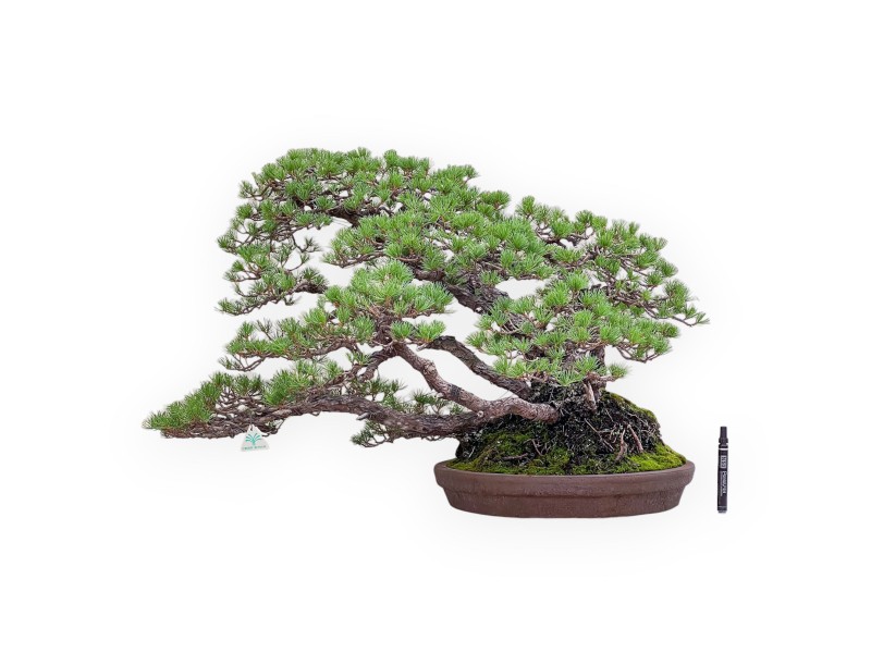Bonsai esemplare di Pinus Pentaphylla %separator% %category%