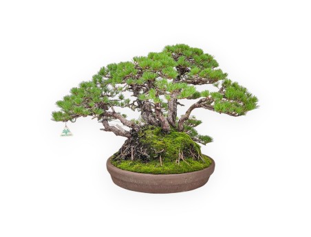 Bonsái ejemplar de Pinus pentaphylla %separator% %category%