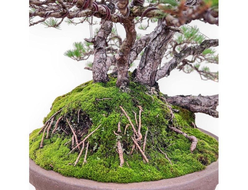 A fine example of a Pinus pentaphylla bonsai %separator% %category%