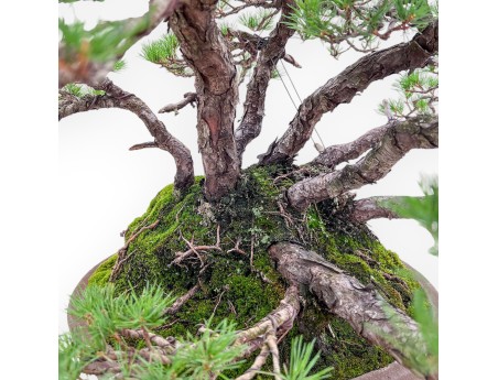 Bonsaï représentant un Pinus pentaphylla %separator% %category%