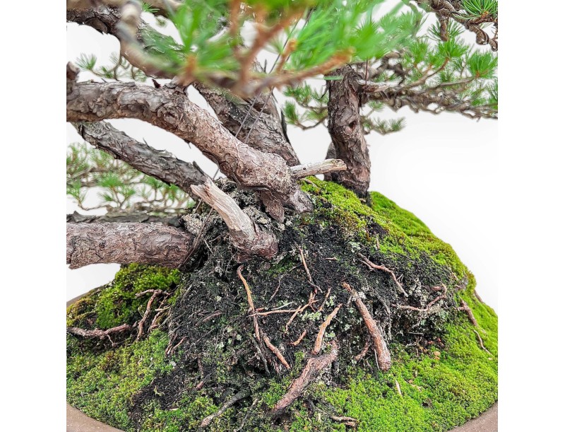 A fine example of a Pinus pentaphylla bonsai %separator% %category%