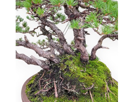Bonsái ejemplar de Pinus pentaphylla %separator% %category%
