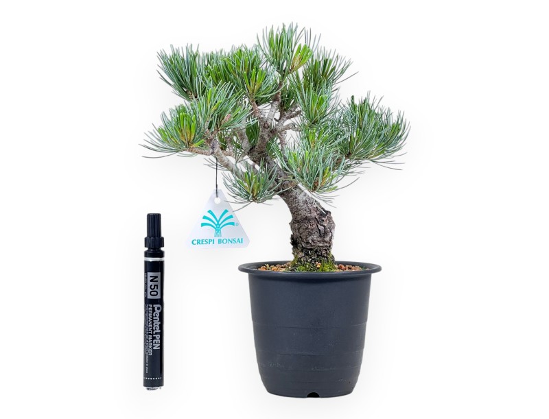 Pinus Pentaphylla-bonsai %separator% %category%