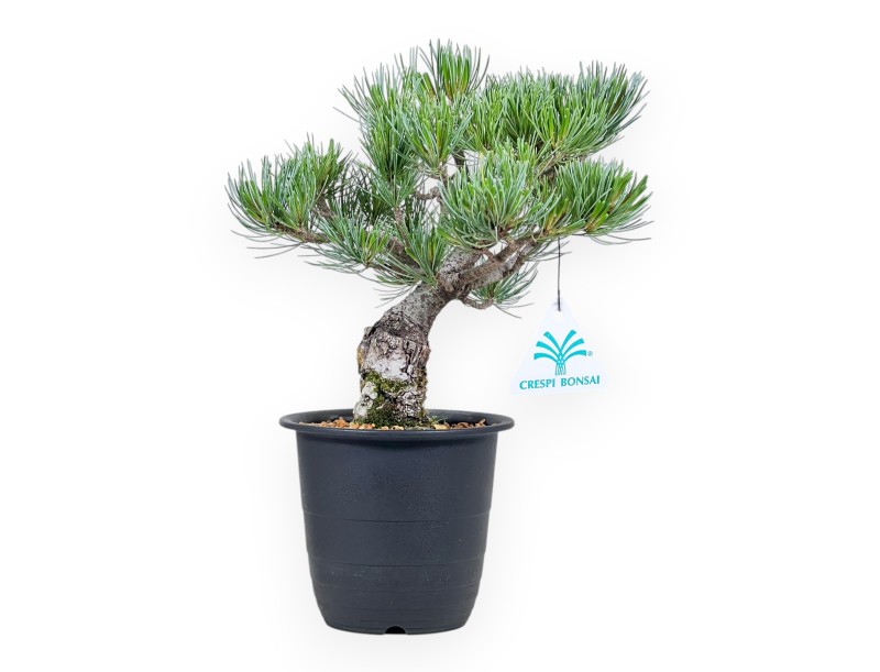 Pinus pentaphylla bonsai %separator% %category%