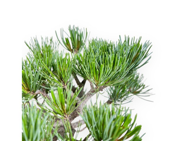 Bonsái de Pinus pentaphylla %separator% %category% 2