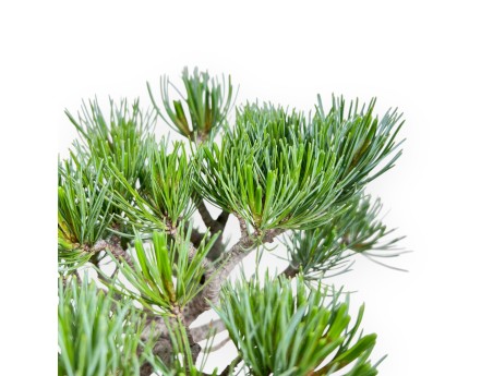 Pinus Pentaphylla-bonsai %separator% %category%
