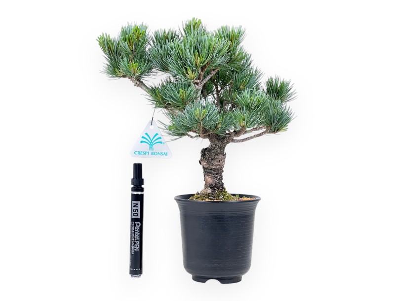 Bonsaï de Pinus pentaphylla %separator% %category%
