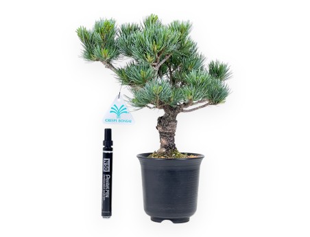 Pinus pentaphylla bonsai %separator% %category%