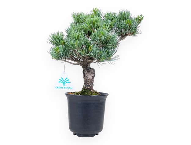 Bonsai di Pinus Pentaphylla %separator% %category%