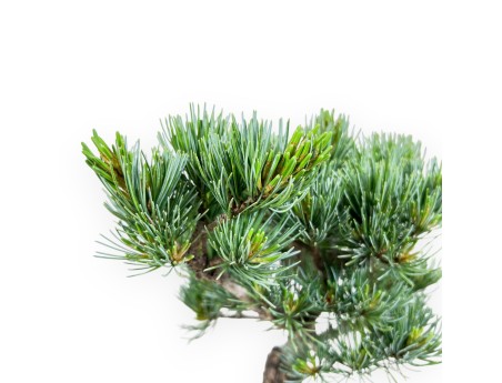 Pinus pentaphylla bonsai %separator% %category%