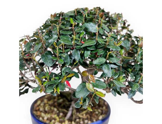 Trachelospermum asiaticum bonsai %separator% %category% 2