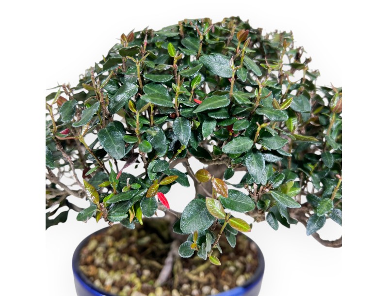 Bonsaï de Trachelospermum asiaticum %separator% %category%