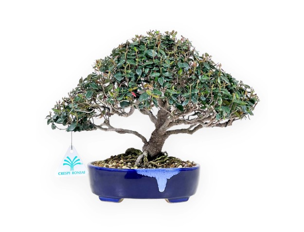 Bonsai aus Trachelospermum asiaticum %separator% %category%