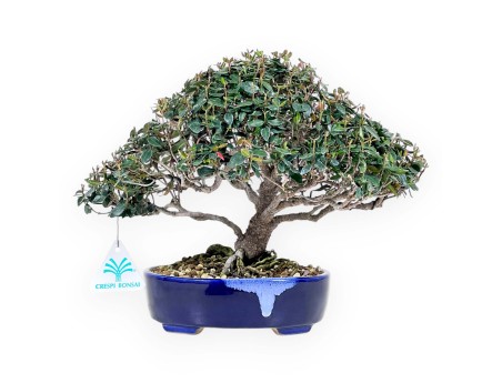 Bonsai di Trachelospermum asiaticum %separator% %category%