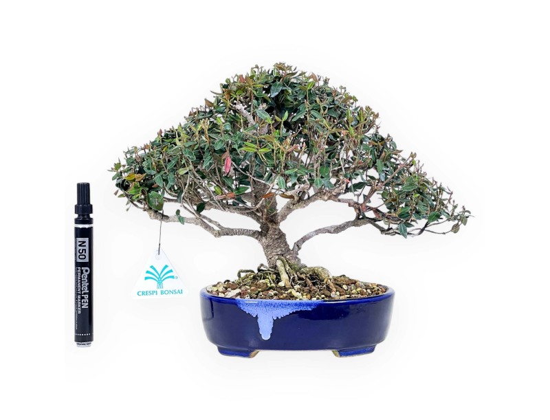 Trachelospermum asiaticum bonsai %separator% %category%