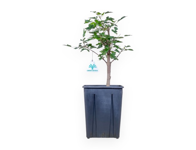 44 cm maple plant | Plastic pot