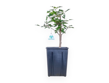 44 cm hoge esdoornplant | Kunststof pot