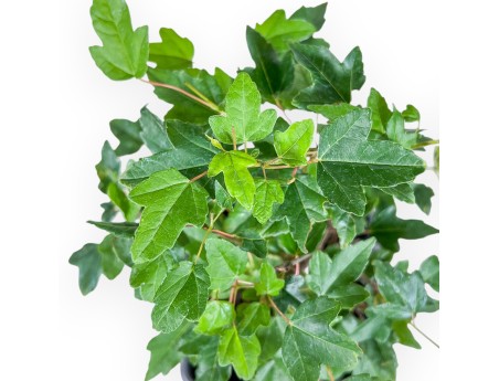 44 cm maple plant | Plastic pot