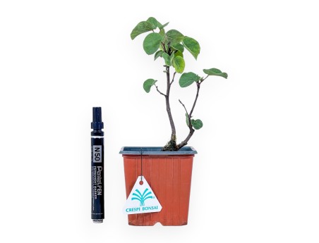 Plante à travailler : Cercis siliquastrum %separator% Arbre à feuilles caduques et à fleurs