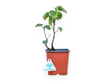 Plant to be cultivated: Cercis siliquastrum %separator% Deciduous flowering plant