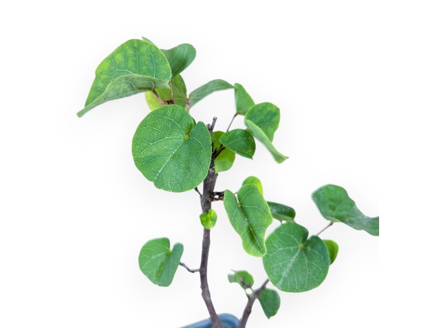 Plant to be cultivated: Cercis siliquastrum %separator% Deciduous flowering plant 2