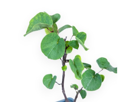 Teeltplant van Cercis siliquastrum %separator% Bloeiende bladverliezende plant