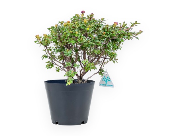 Bonsaï de Rhododendron indicum Fujikake %separator% %category%