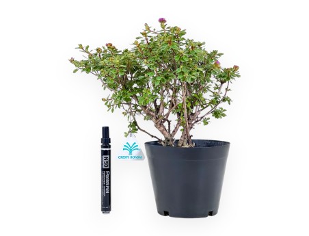 Rhododendron indicum Fujikake Bonsai %separator% %category%