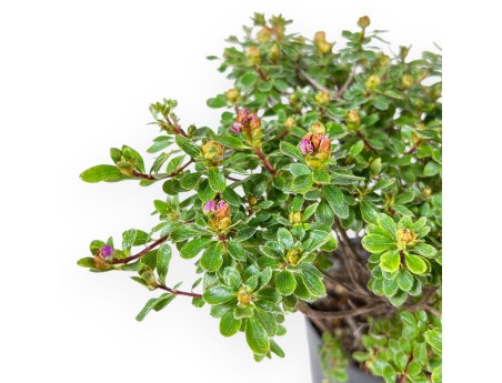 Bonsai di Rhododendron indicum Fujikake %separator% %category%