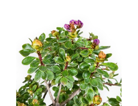 Rhododendron indicum Fujikake Bonsai %separator% %category%