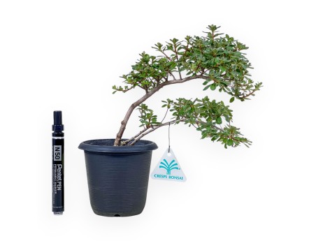 Bonsai di Rhododendron indicum - Azalea %separator% %category%