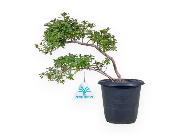 Bonsai di Rhododendron indicum - Azalea %separator% %category%