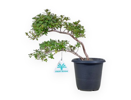 Bonsaï de Azalée de 32 cm | Pot rond en plastique noir