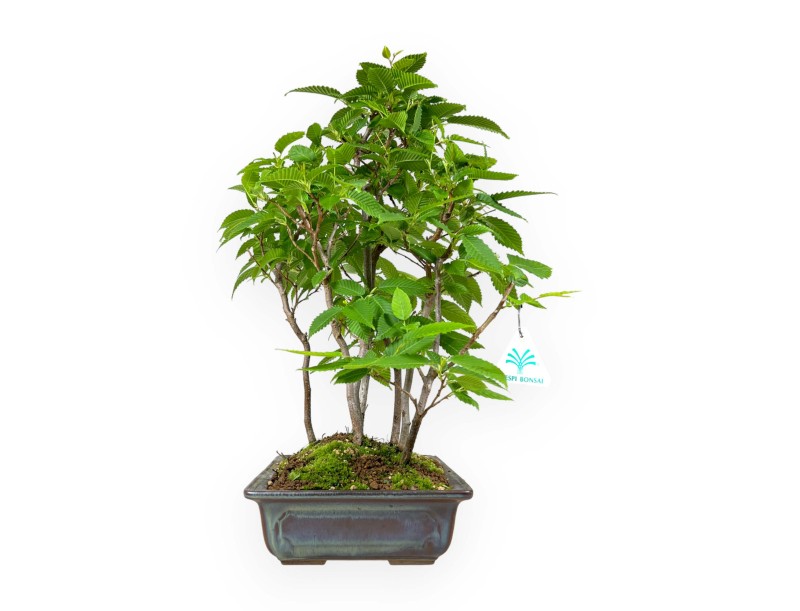 Carpinus - carpino - 46 cm